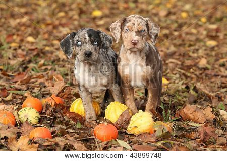 Chiots Catahoula Louisiane avec citrouilles en automne