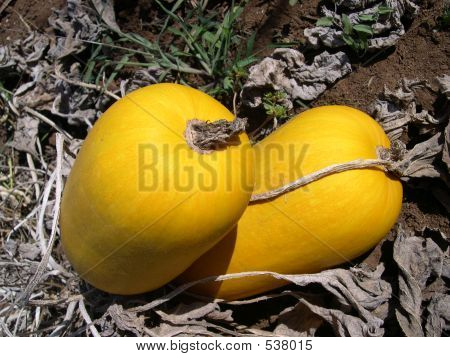 Squash