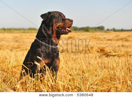 Rottweiler en un campo