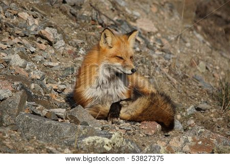 red fox