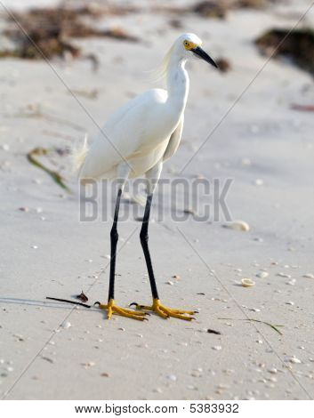 Vogel
