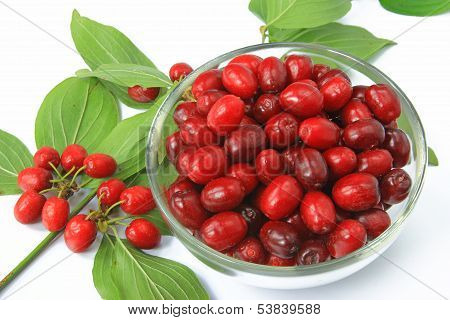 Cornelian Cherries (Cornus mas)