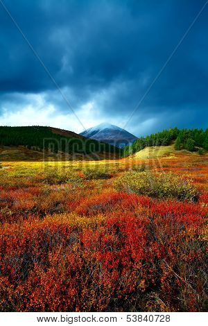 Tundra Mountain Wood