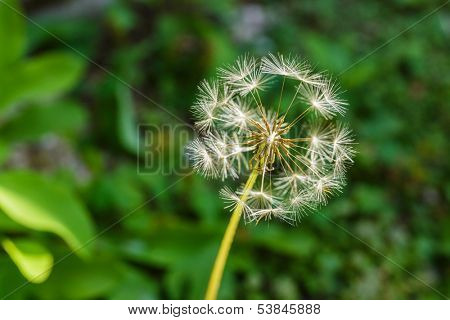 Dandelion with green background