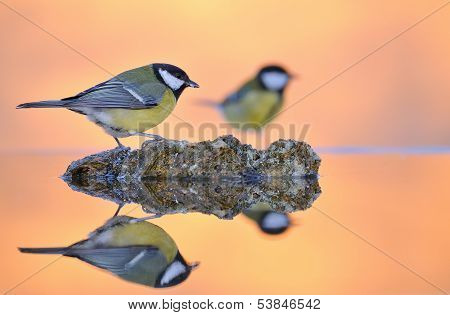 Great Tit In The Water.