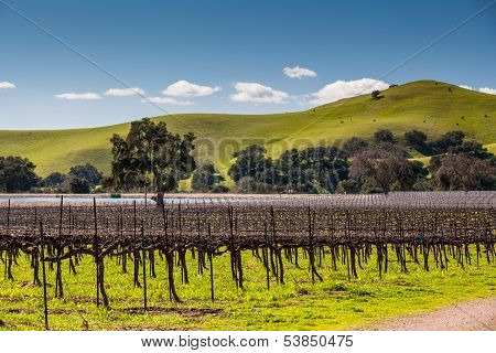 Winter vines