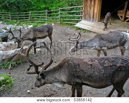 Reindeer In Skansen Park (stockholm, Sweden)