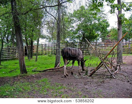 Swedish Elk