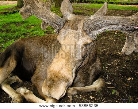 Swedish Elk