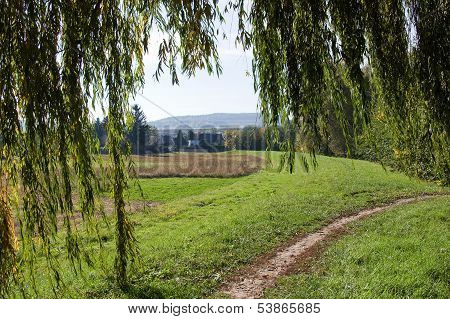 Footpath under the willow branches