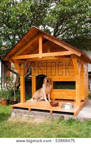 Dog and his new kennel