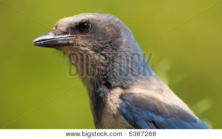 Scrub Jay