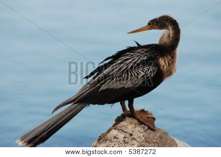 Anhinga