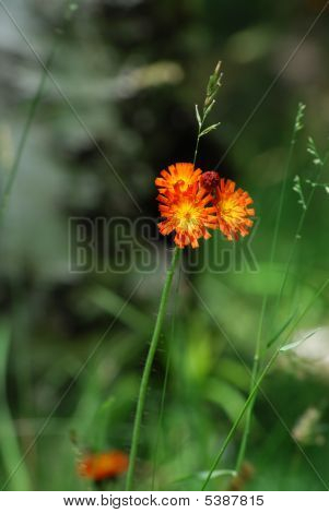 Orange_wildflower