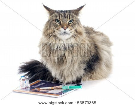 Maine Coon And Syringe