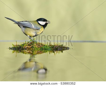 Great Tit In The Water.