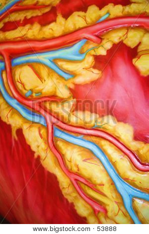 由瑞秋 L.卖家的血管和脂肪组织的原始绘画