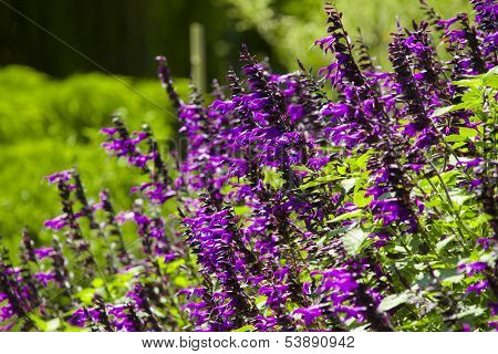Violet Flower In Sunshine Day
