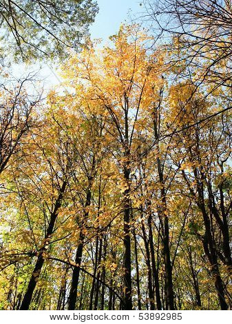 Trees In Autumn