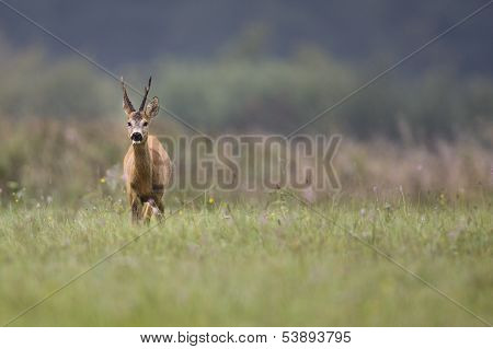 Roe deer
