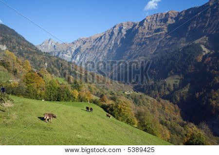 Alpine View