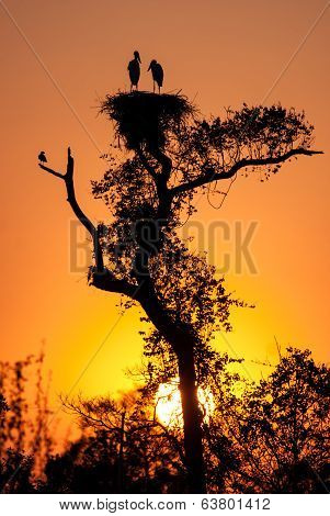Dawn At Jabiru Stork Nest