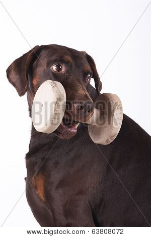 Dobermann With Dumbbell
