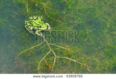 Green Frog