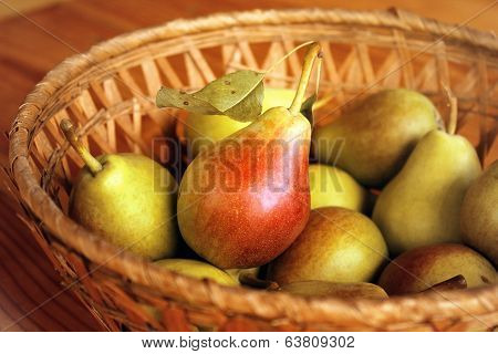 autumn harvest - pear