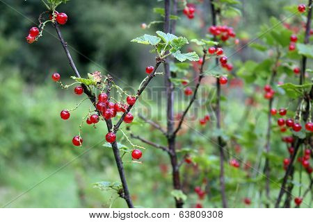 red currant