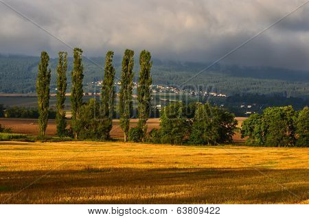 stubble and poplars