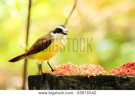 Portrait Of Great Kiskadee Bird