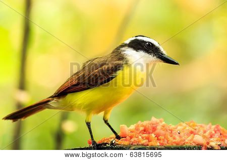 Portrait Of Great Kiskadee Bird