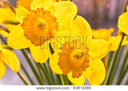 Yellow Daffodils At Sunset