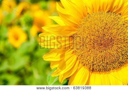 Sunny Flower Of Sunflower