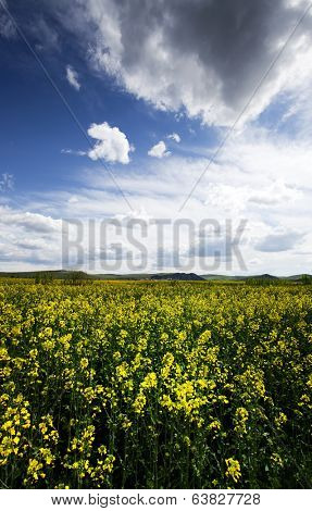Rape flower field