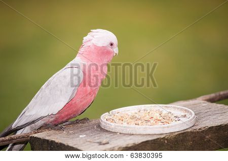 Australian Rose-breasted Cockatoo