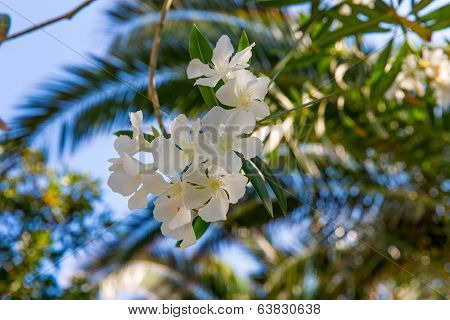 White Flower In Kavros Village, Crete, Greece