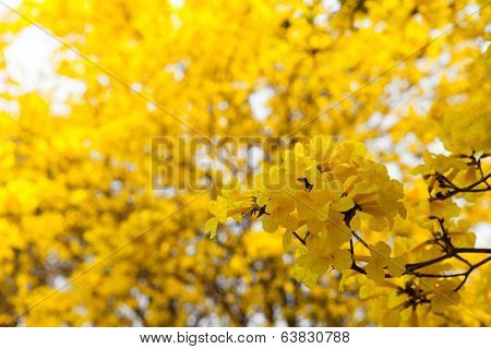 Tabebuia chrysotricha yellow flowers