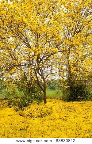 Tabebuia chrysotricha yellow flowers