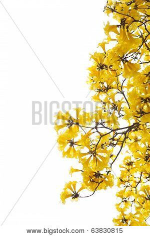 Tabebuia chrysotricha yellow flowers