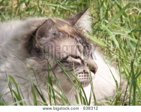 Gatto