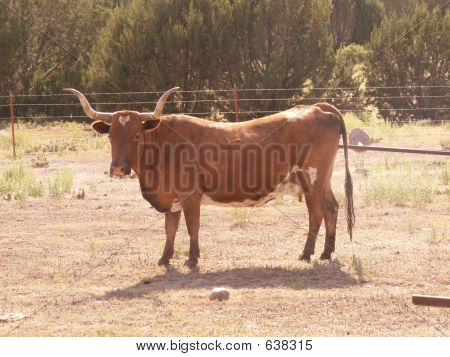 Longhorn