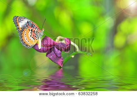 Butterfly On Flower