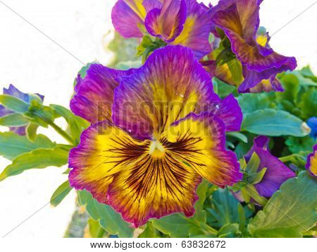 Pansy Viola Tricolor Colorful Flower Blossoming