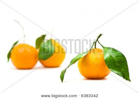 Mandarines