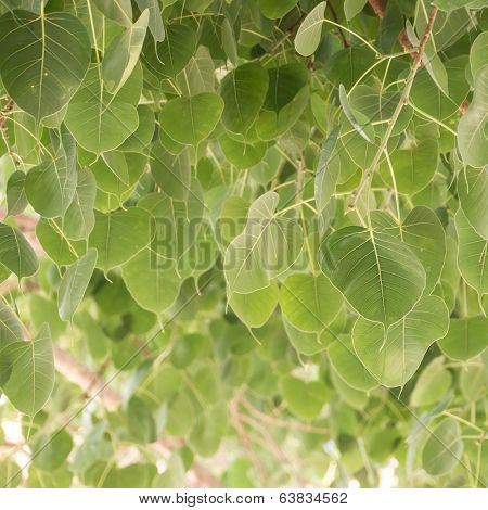 Cordate Leaf