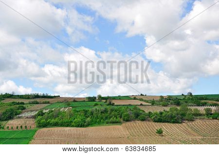 Vineyards in the mountain