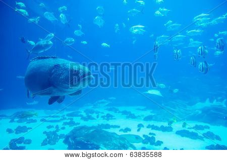 Giant Grouper Fish Looking At Diver
