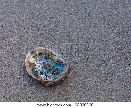 Abalone Shell On Wet Sand